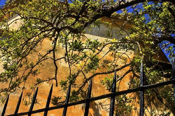 Decayed wall with tree, Old town