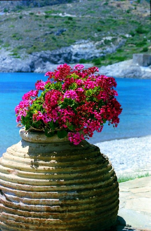 a pot of flowers on Kapsali beach
