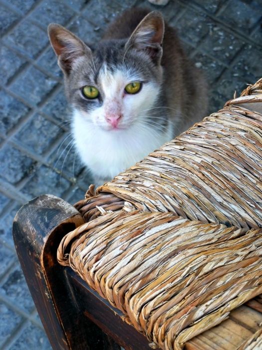 Cat and old straw chair