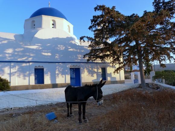 Donkey tied outside Agios Georgios church