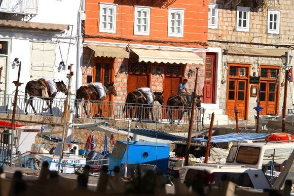 Row of donkeys at Hydra harbour