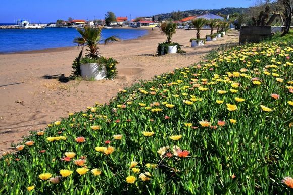 Spring flowers on Faliraki beach