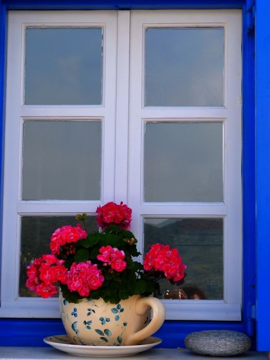Flowers at window