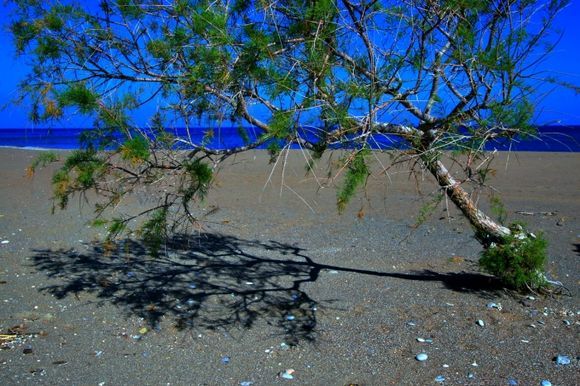 Tree and shadow on the beach