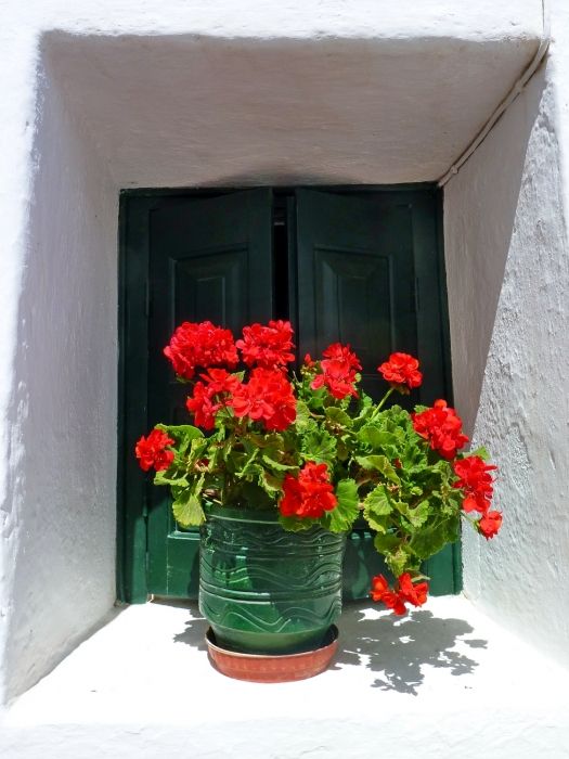 Green window and pot of flowers