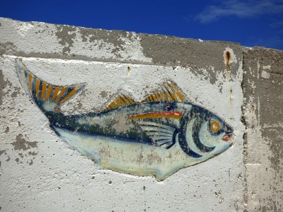 Fish on harbour wall