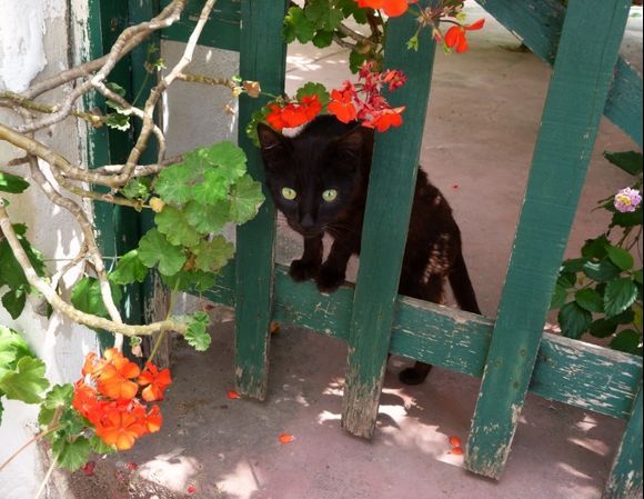 Black cat showing through green gate