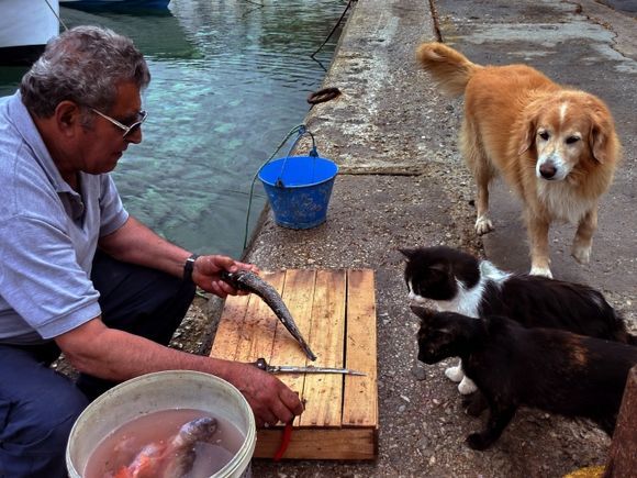 Hungry cats and dog watching fisherman catch on Panormos waterfront