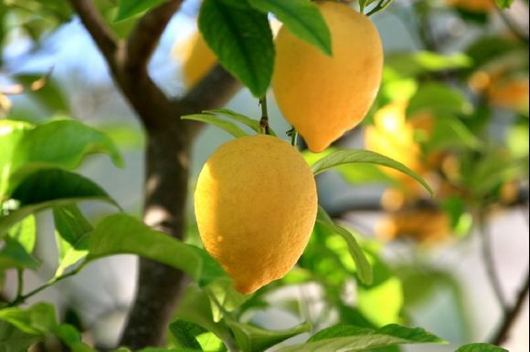Lemon tree, Parga