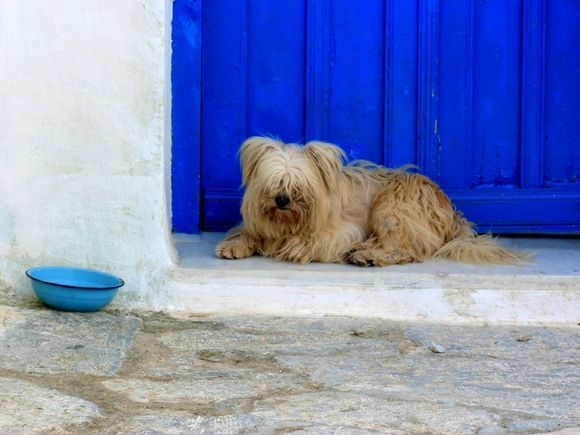 Dog sitting in front of a blue door and blue pot
