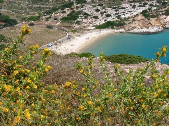 Yellow spring flowers and view of Kendros beach