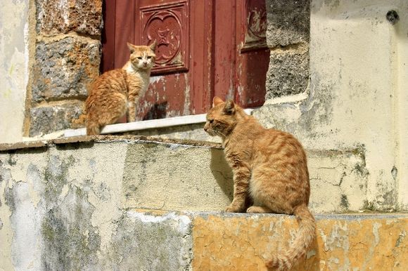 Entrance with two cats, Old town Rhodes