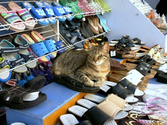 Cat sleeping on an outdoor shoeshop in Tinos town