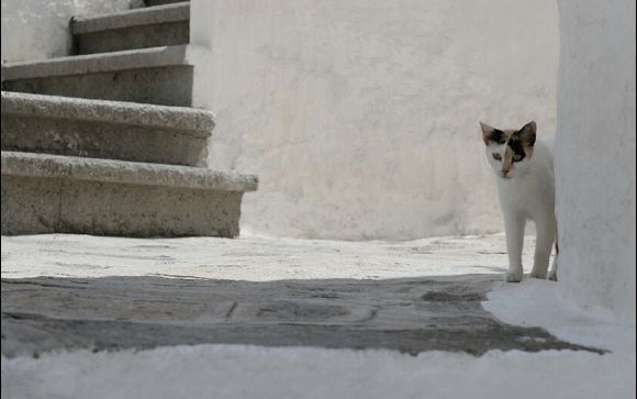Cat in the alleys of Chora