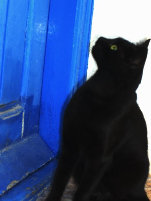 Cat at doorstep, Chora
