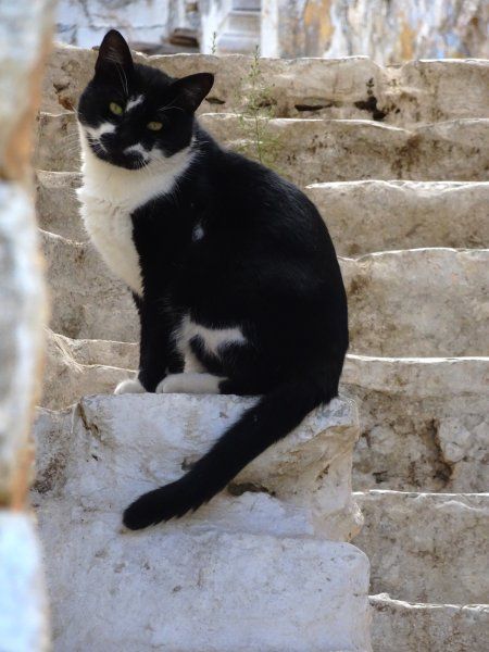 Cat on steps