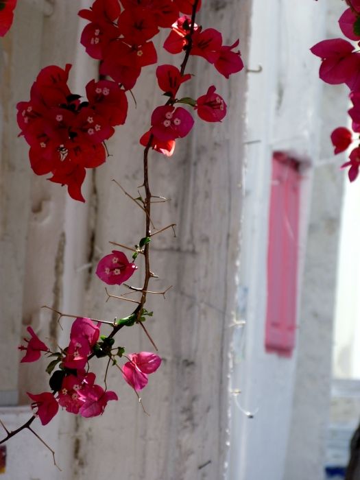 Bougainvillea in the narrow lanes of Chora