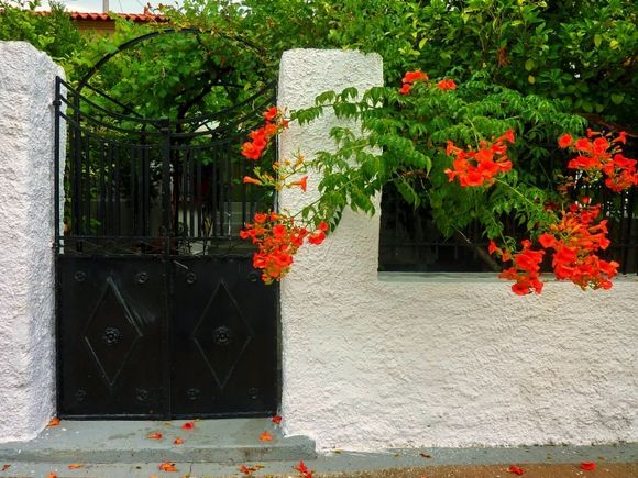 Facade with black iron gate and hibiscus flowers. Koulouri, Salamina island, Saronic Gulf