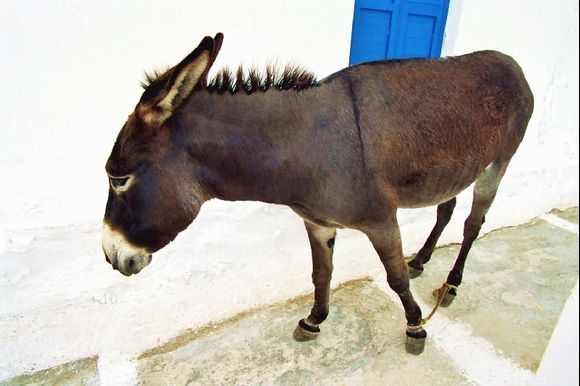 Donkey, Chora