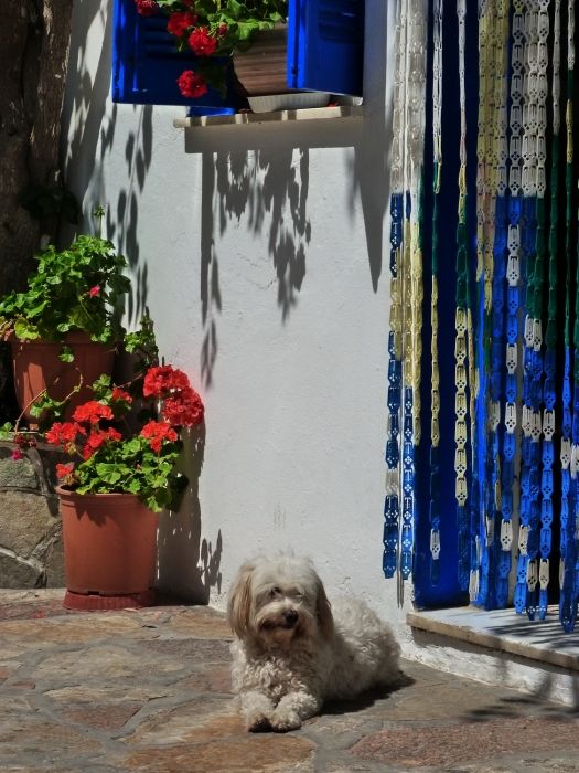 Dog at doorstep