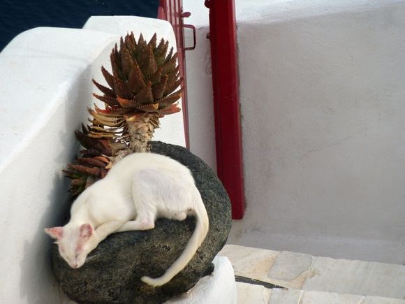 White cat sleeping on a dark stone