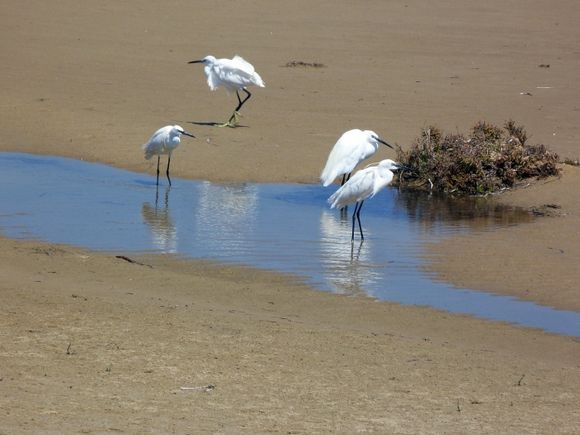 Egret birds on beach
