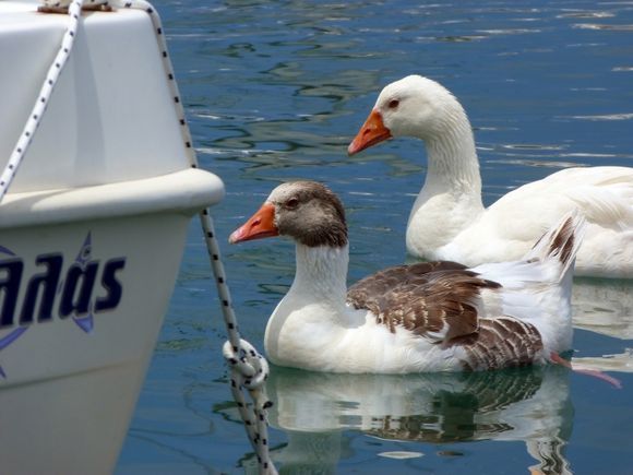 Ducks in Naoussa harbour