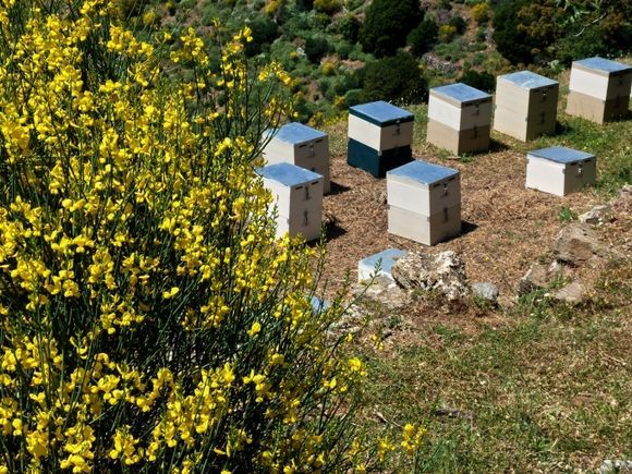 Beehives on the mountain near Apeiranthos
