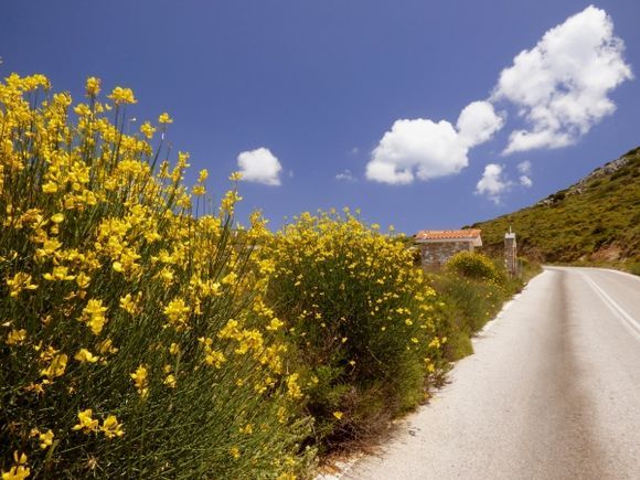Country road with yellow broom