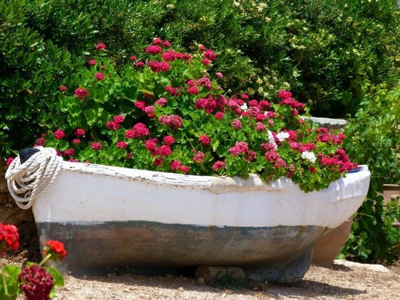 Fishing boat filled with red flowers