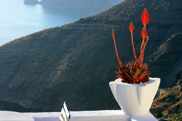 Pot of red flowers overlooking the caldeira, Fira