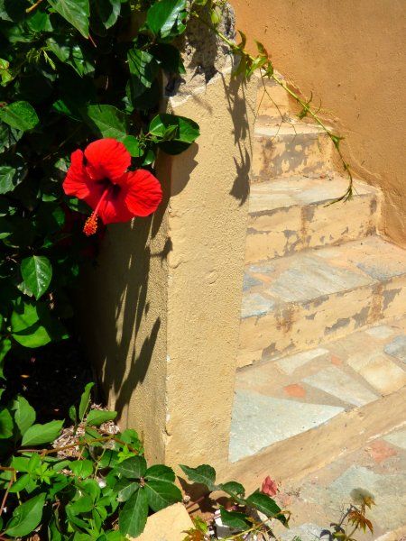 Stairs and red hibiscus
