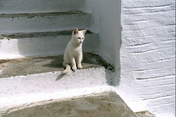 Steps and white kitten