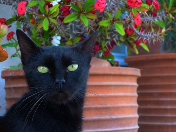 Portrait of a black cat with colorful pot