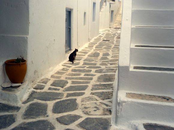 Paved alley with cat