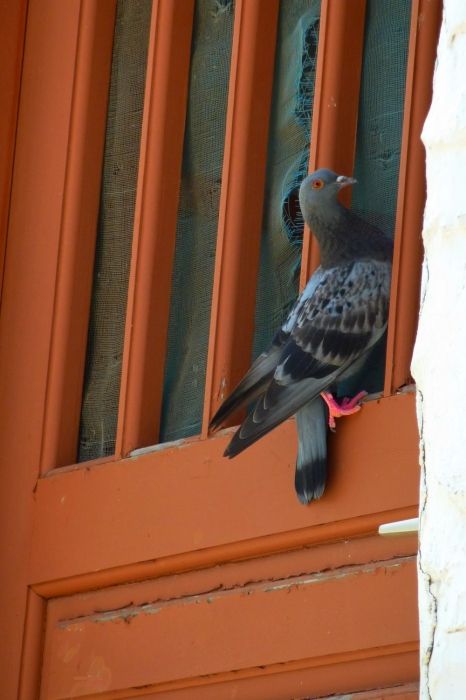 Pigeon clinging to a wooden door