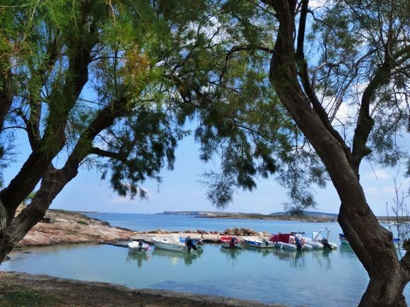 Trees at small harbour