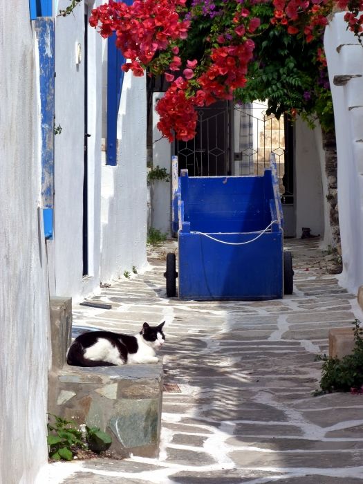 Alley with red bougainvillea, blue cart and cat