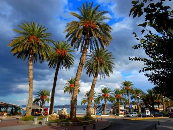 Colorful palm trees on the waterfront square