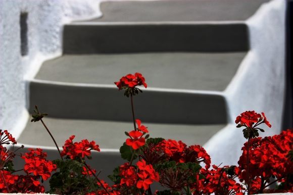 Steps and geranium
