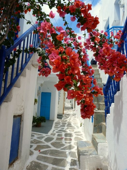 Lane with bougainvillea