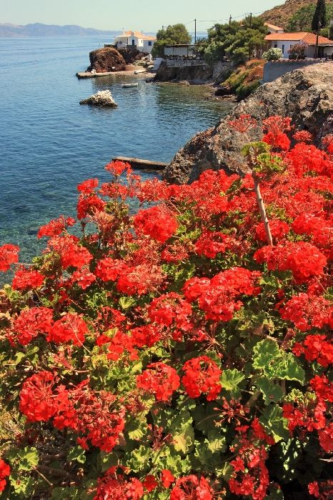 Vlyhos bay with red geranium