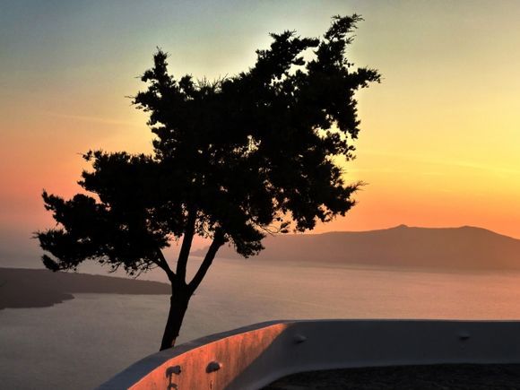 Tree on caldeira\'s edge at sunset