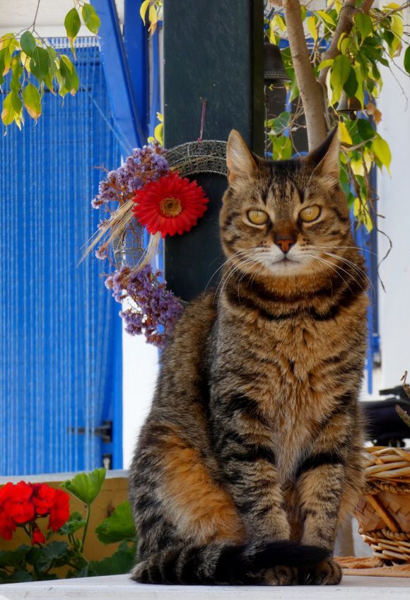 Portrait of a cat, Naoussa