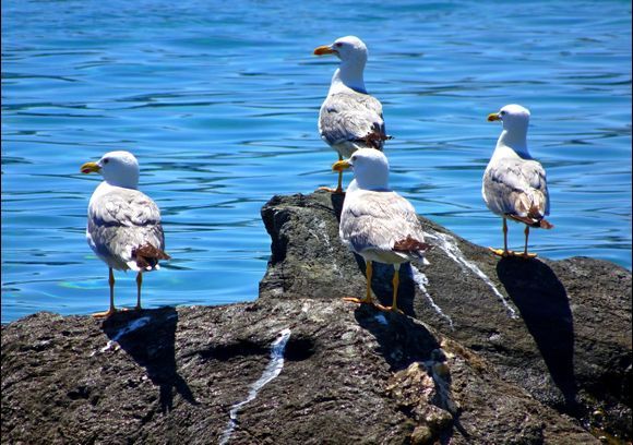 Seagulls on the rocks, Tinos town waterfront
