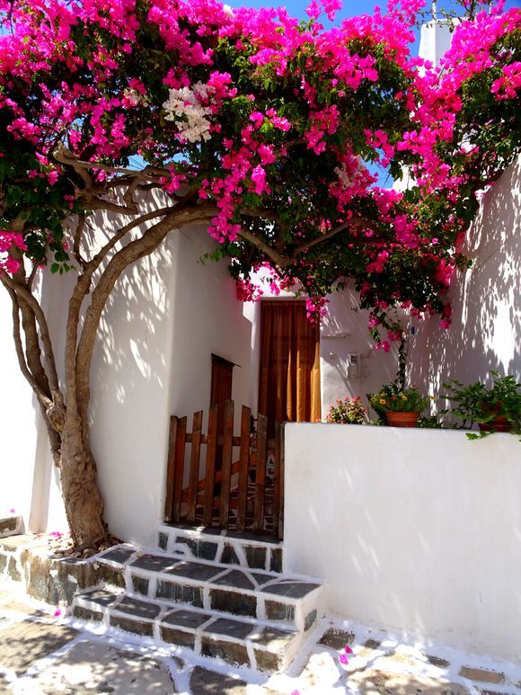 Entrance with bougainvillea, Prodromos