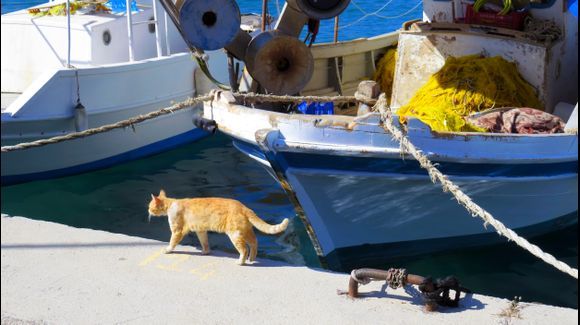 Cat walking along fishing boats, Faliraki port