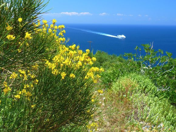 Boat and yellow broom, Aegiali