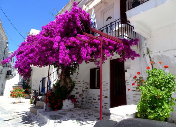 Facade, tree and flowers, Tinos town 