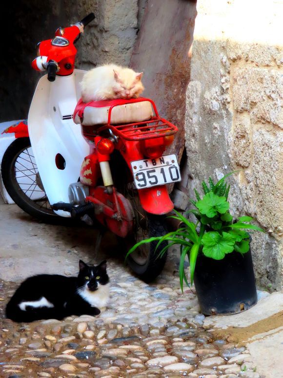 Cats and motorbike in the old town